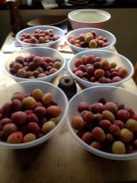 Autumn plums out of the freezer.